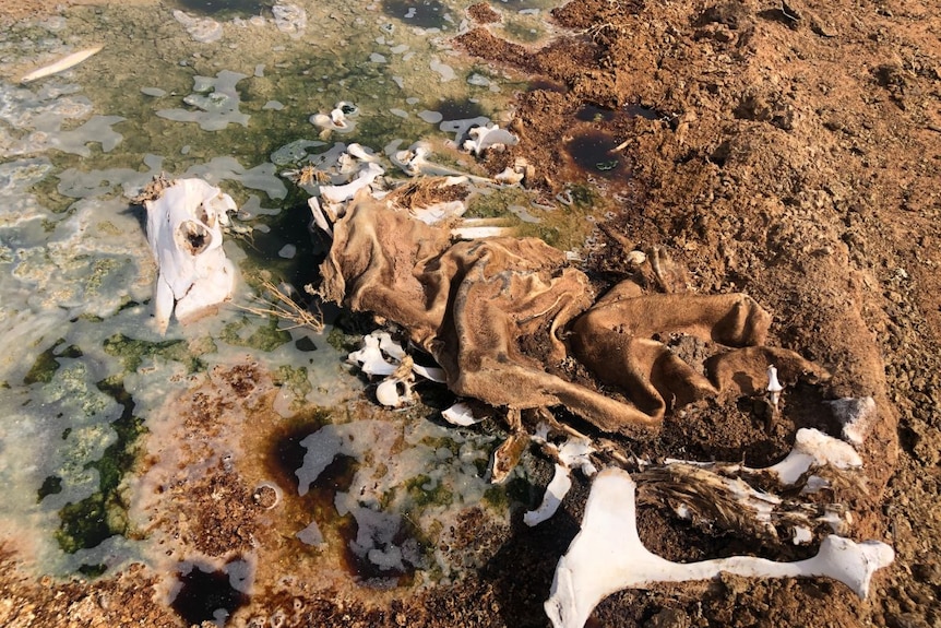 A skeleton and hide of a cow in a shallow waterhole.