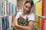 Young woman holding a wallaby joey in front of shelves of colourful bolts of fabric