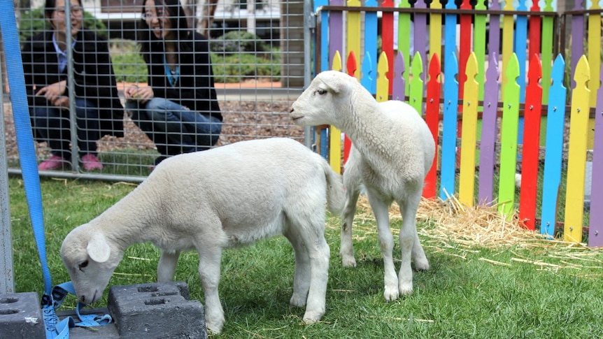 Lambs inside the petting zoo