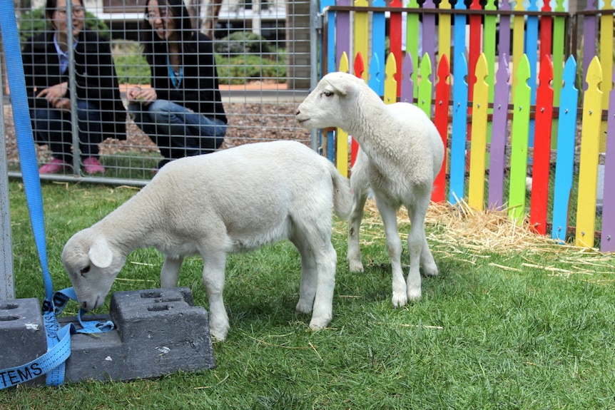 Lambs inside the petting zoo