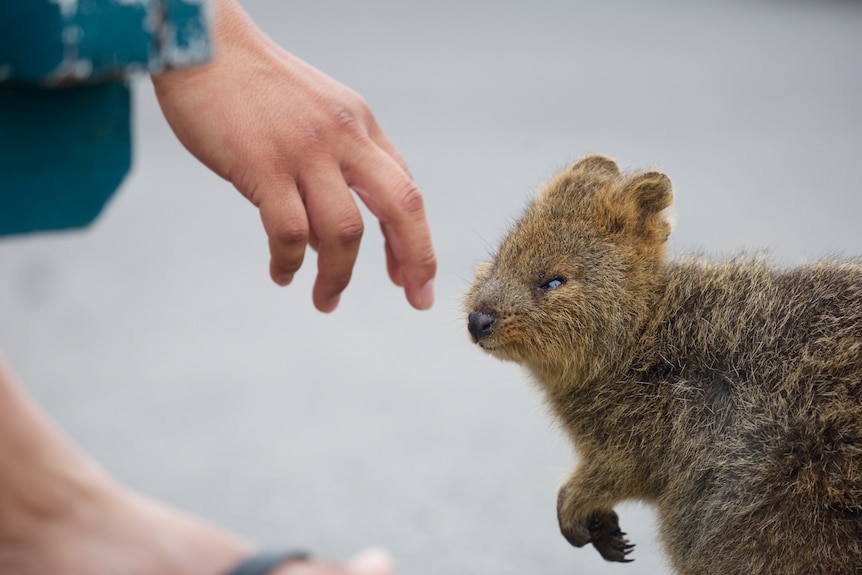 Rottnest Island quokka and a tourist