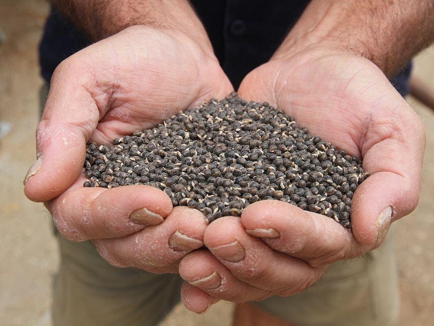 Wattle seeds held up in two hands.