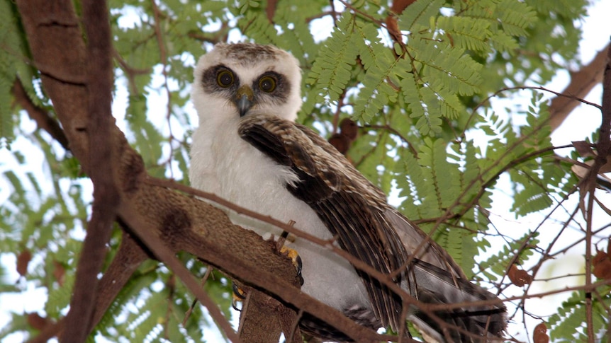 A rufous owl chick in a tree