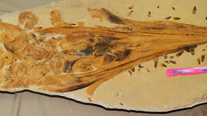 Ichthyosaur fossil nicknamed 'Wilson'.