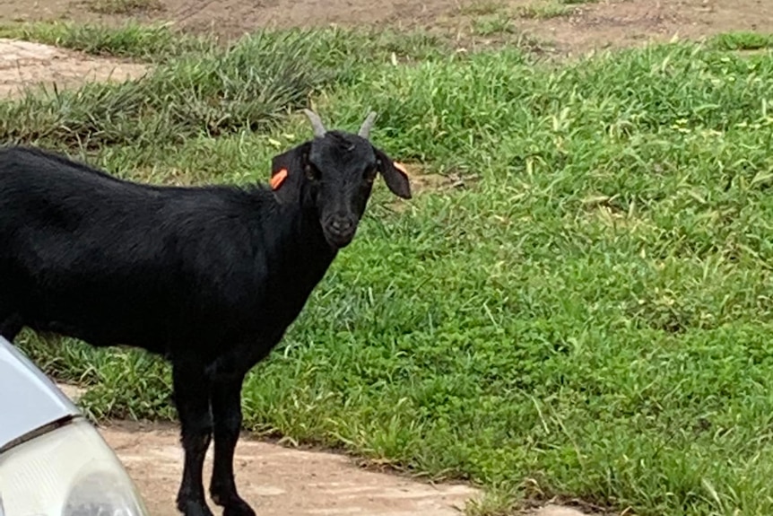 A black goat standing with a green background 