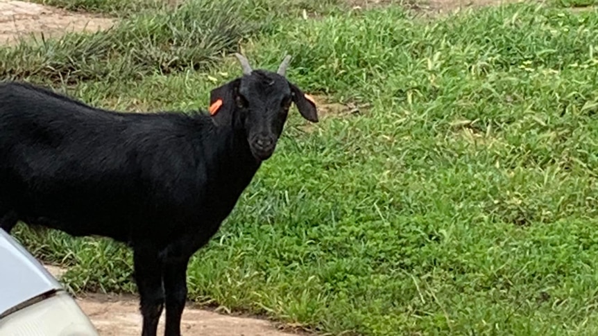 A black goat standing with a green background 