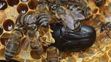 Large African Hive Beetles are larger than bees, and feed off honeybee eggs, larvae and pupae