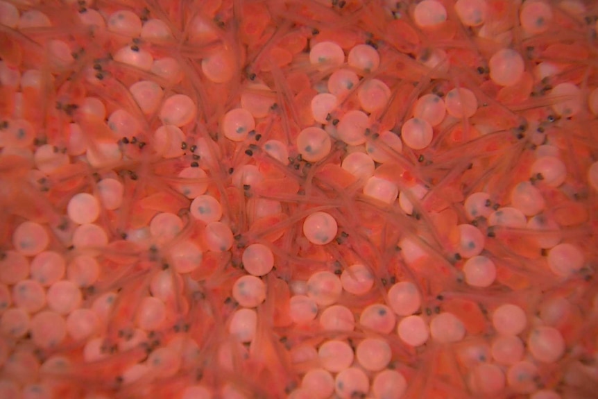 4C: Salmon Eggs