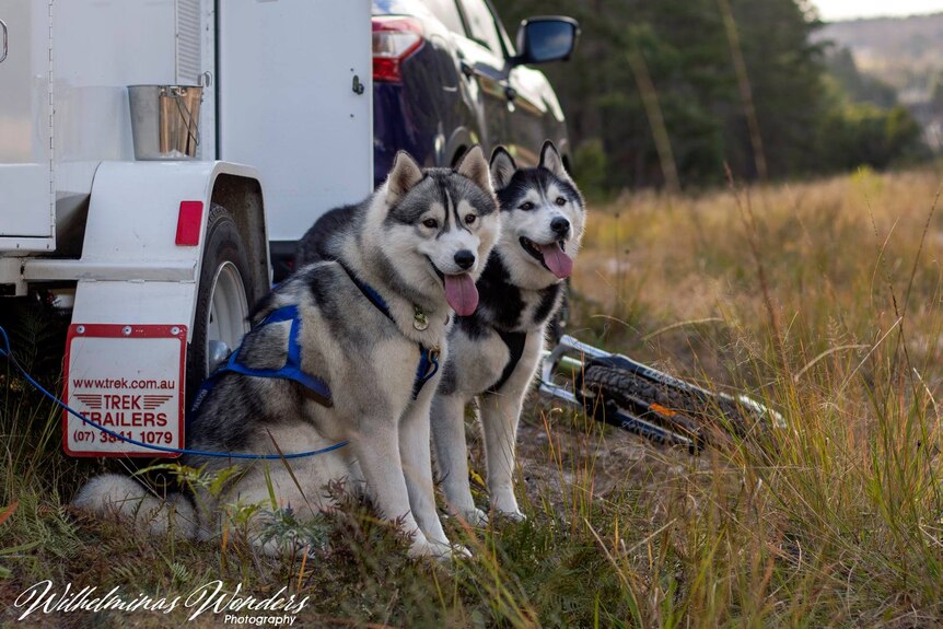 Two huskies sit together beside a trailer. 