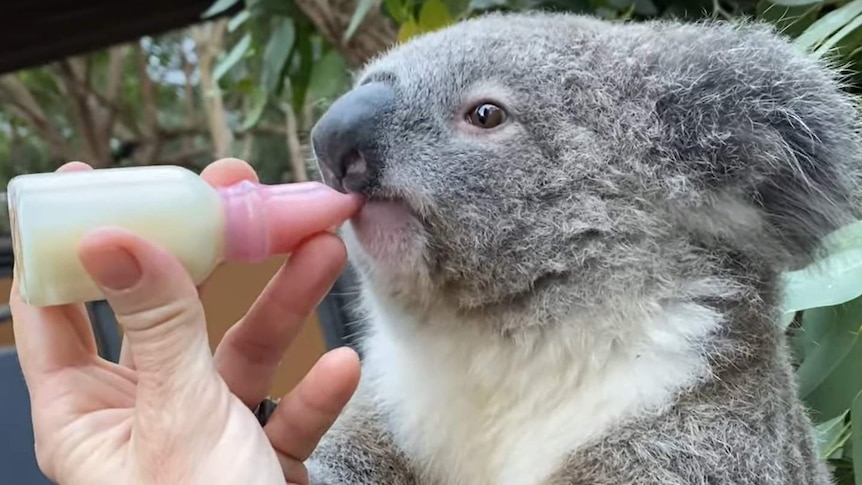 A screenshot of a baby joey being bottle-fed at Taronga Zoo