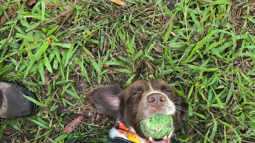 A dog lies on the ground chewing a tennis ball after finding a koala scat.