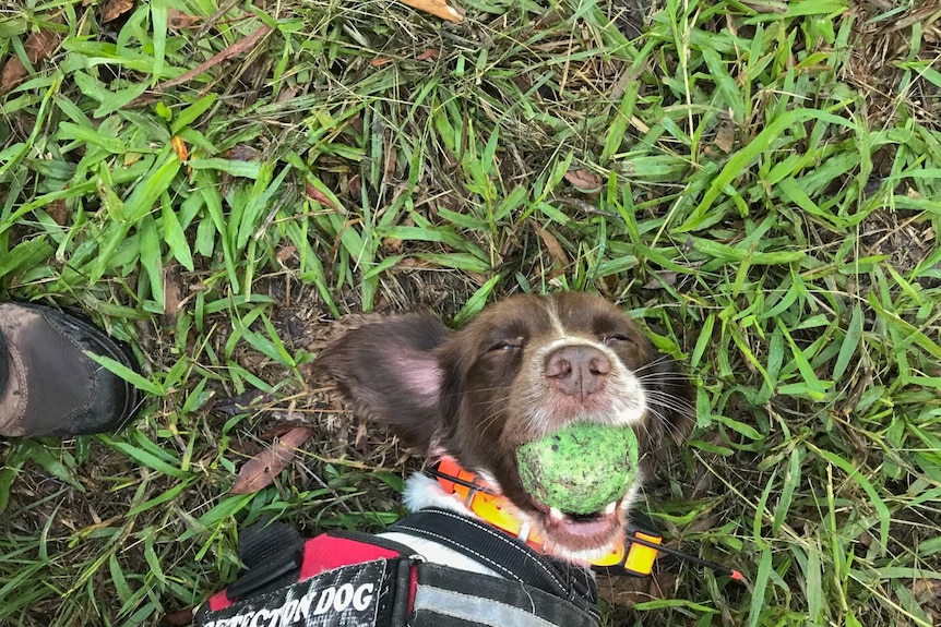 A dog lies on the ground chewing a tennis ball after finding a koala scat.