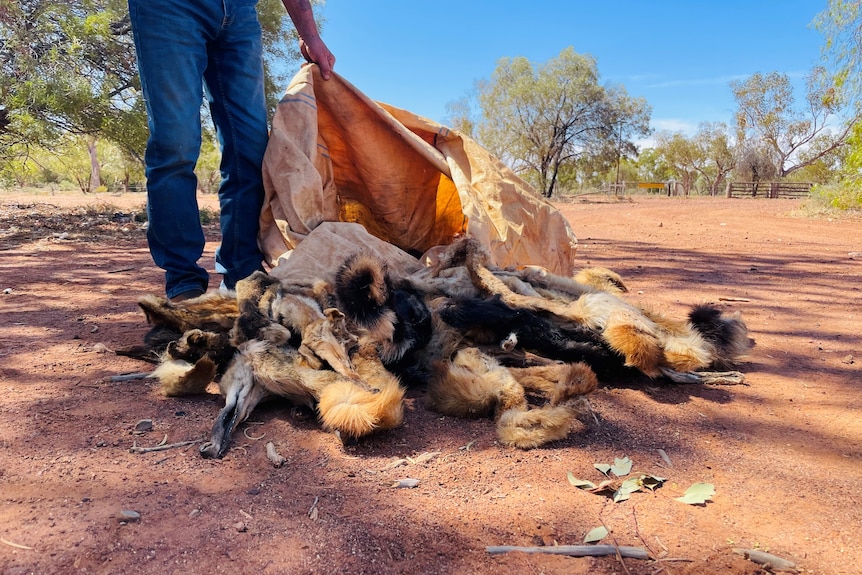A man stands beside a bag of wild dog skins that have been emptied onto red dirt
