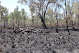 Burnt, blackened country between Katherine and Mataranka, Northern Territory