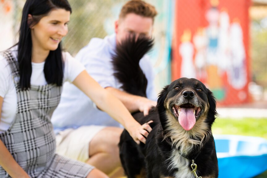 A happy dog looks towards the camera with a woman and a man out of focus behind the dog.