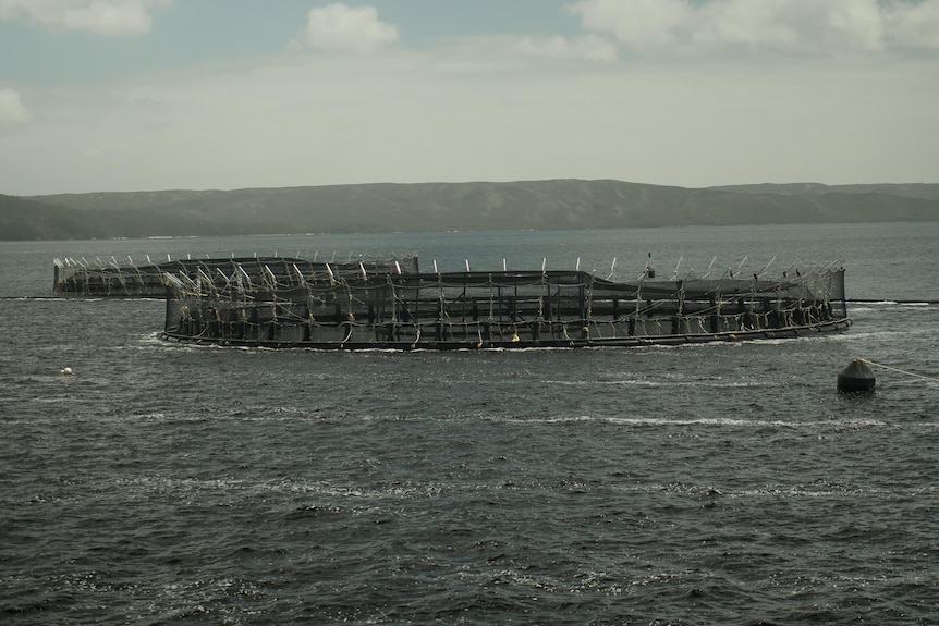 Two salmon farming enclosures on a waterway.