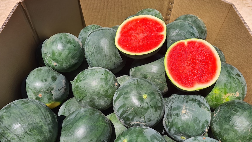 Watermelons win over Riverland grower as region battles fruit fly