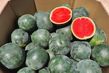A cardboard box with large round green watermelons, one is slice in half showing its bright red flesh.
