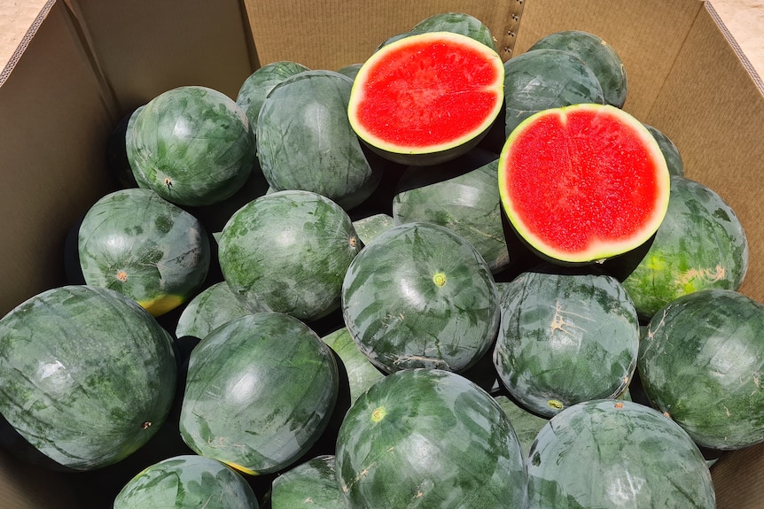 A cardboard box with large round green watermelons, one is slice in half showing its bright red flesh.