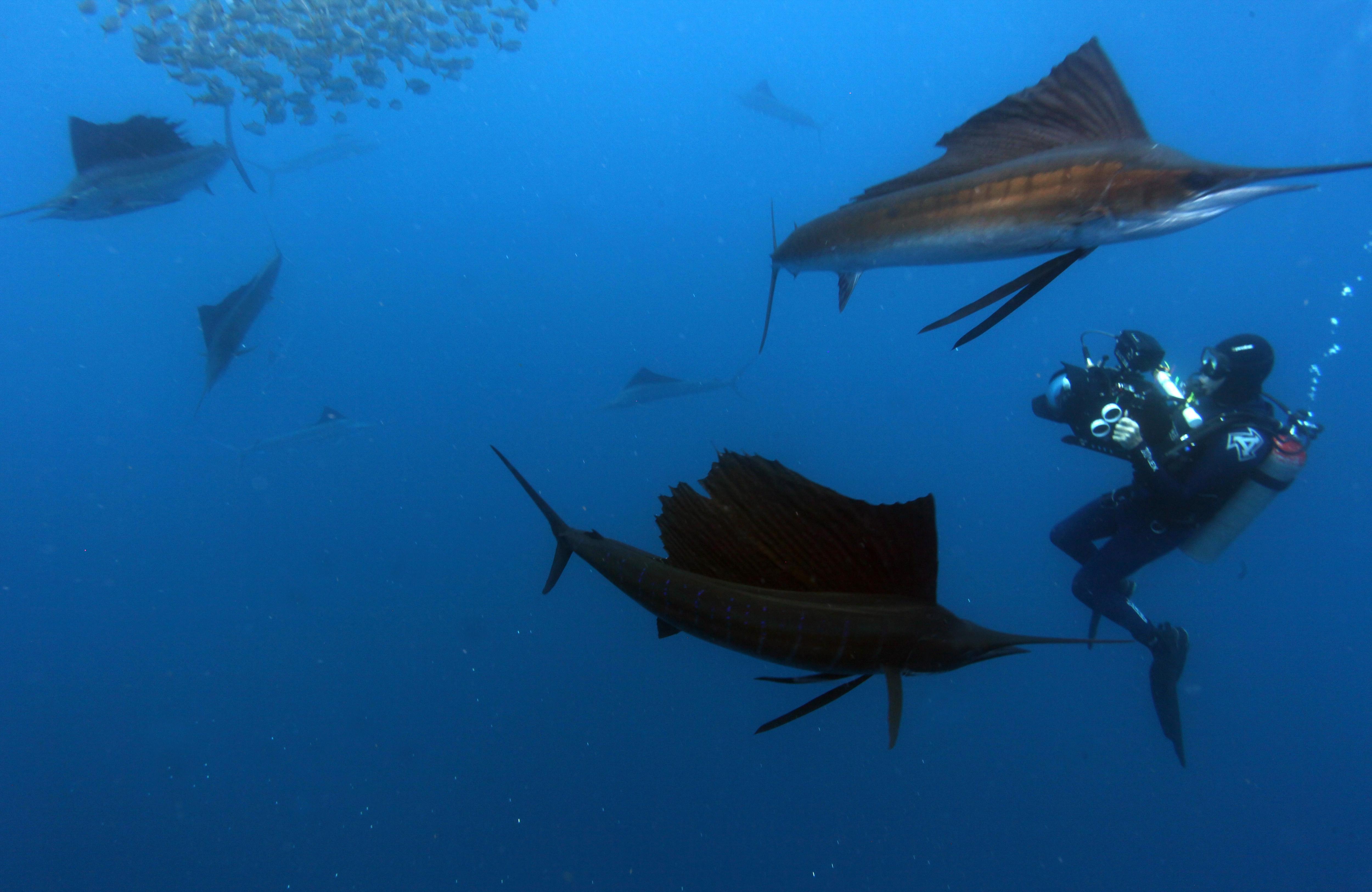 A scuba diver with a camera swims in front of two sailfish.