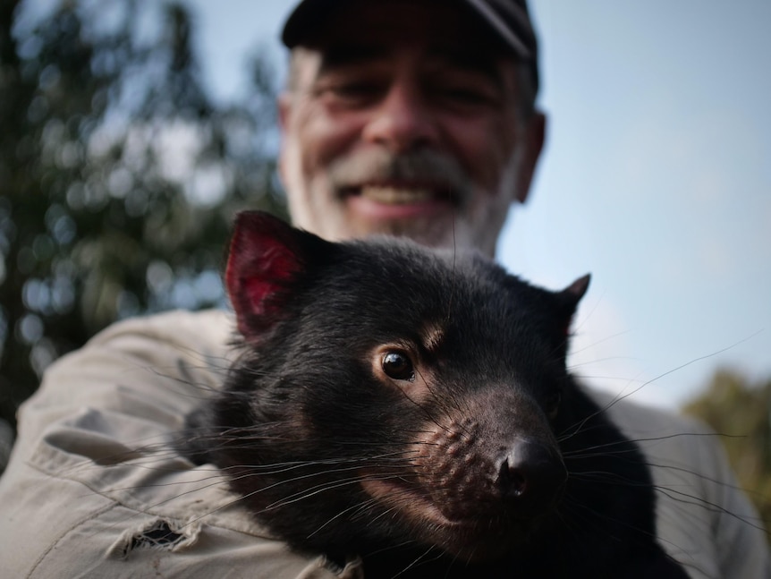 Bearded man wearing a cap smiling as he holds an adult Tasmanian devil to his chest, devil looking towards lens