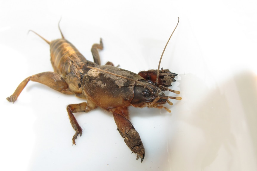 A mole cricket