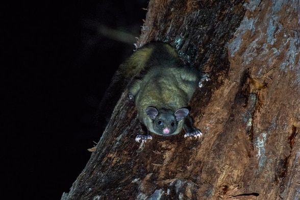 A small marsupial glider sits on a tree in the dark, facing the camera
