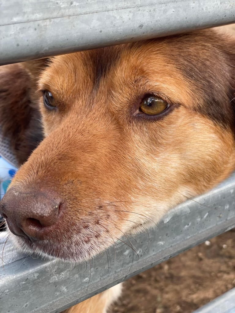 kelpie looking through fence 