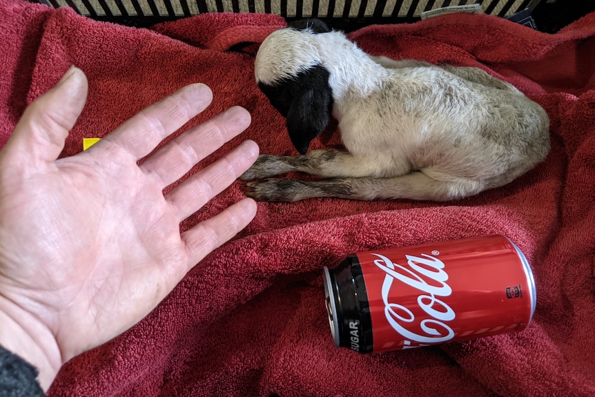 A very small miniature lamb curled up in a sad, hapless pose facing down, next to a can of coke
