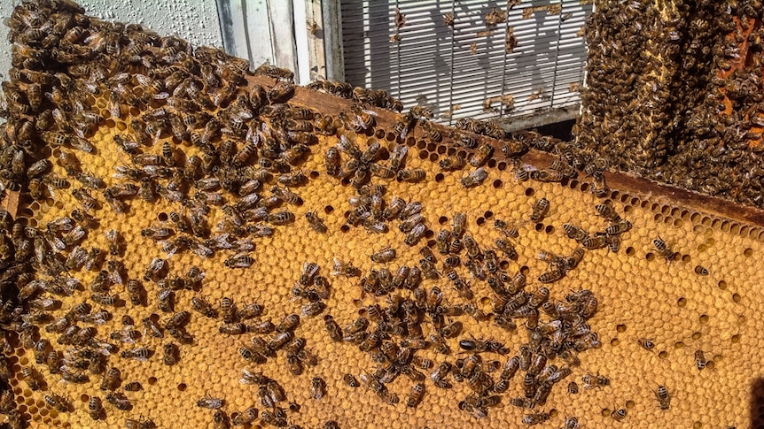 Bees covering a frame of honeycomb on North Stradbroke Island.