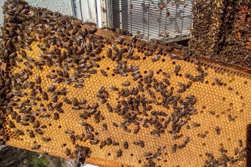 Bees covering a frame of honeycomb on North Stradbroke Island.