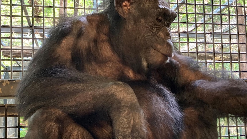 Chimpanzee sitting, looks off to the side, large baby bump, cage behind.