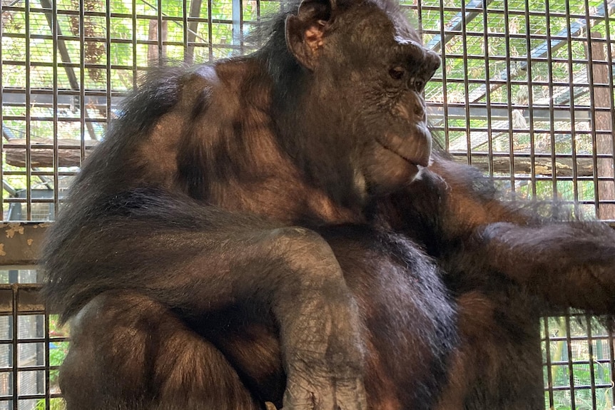 Chimpanzee sitting, looks off to the side, large baby bump, cage behind.