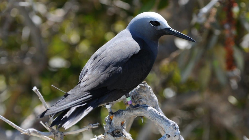 A threatened Lesser Noddy bird sits on a branch.