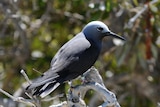 A threatened Lesser Noddy bird sits on a branch.