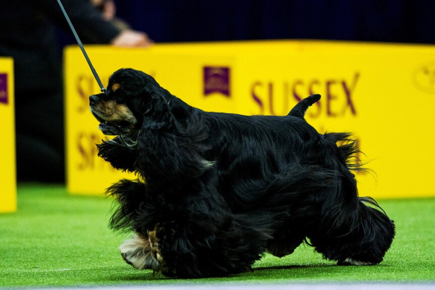 A black cocker spaniel with brown pits on its mouth and eyes