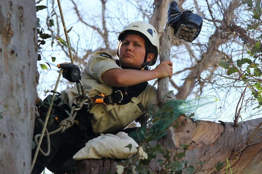 Laura Rayner in a tree.