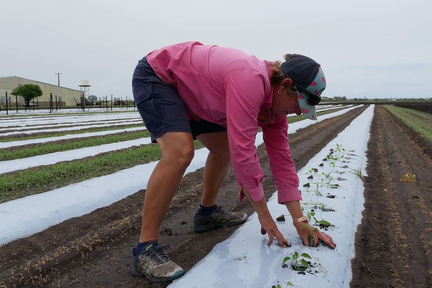 A woman in a pink shirt bends down as she plants seedlings in a line.