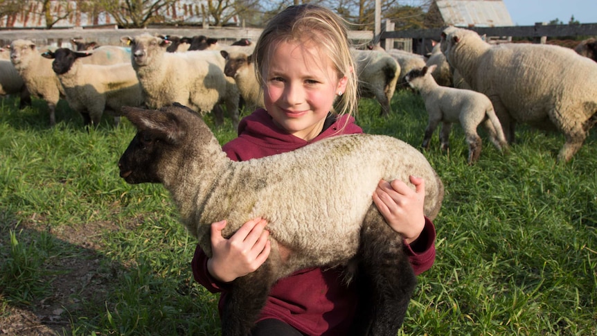 A young girl holds a lamb, smiling, sheep in background.