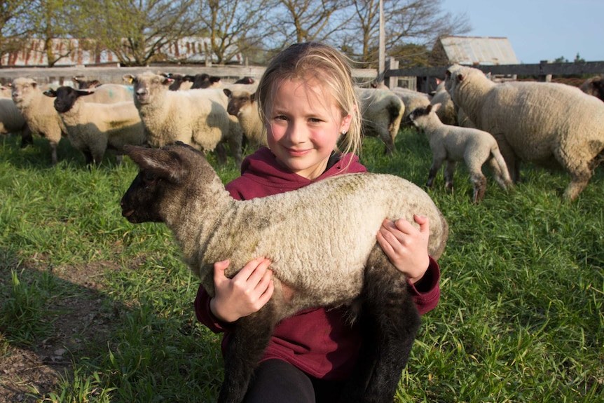 A young girl holds a lamb, smiling, sheep in background.