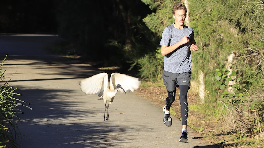 A runner passes an ibis at The Ponds parkrun. 