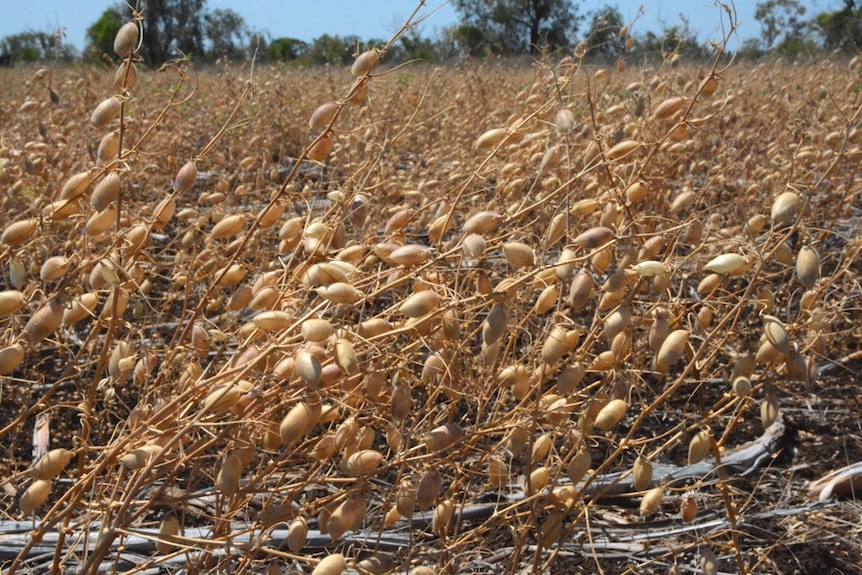 A chickpea crop on Wondabah Station in Kilcummin.