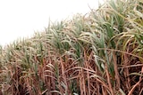 Sugar cane in a field.