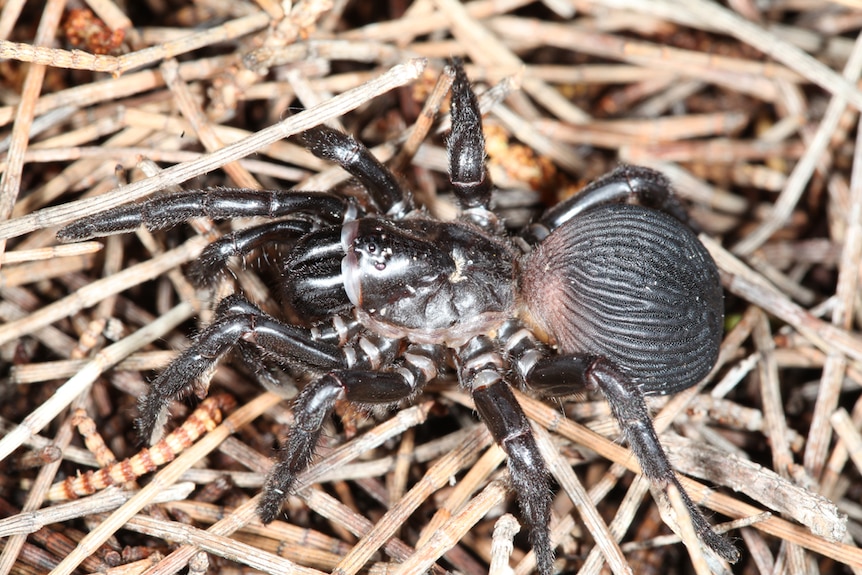 A black spider with a bulbous bottom sits on a bed of twigs.