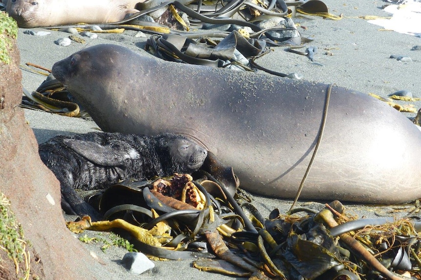 An elephant seal and pup on Macquarie Island