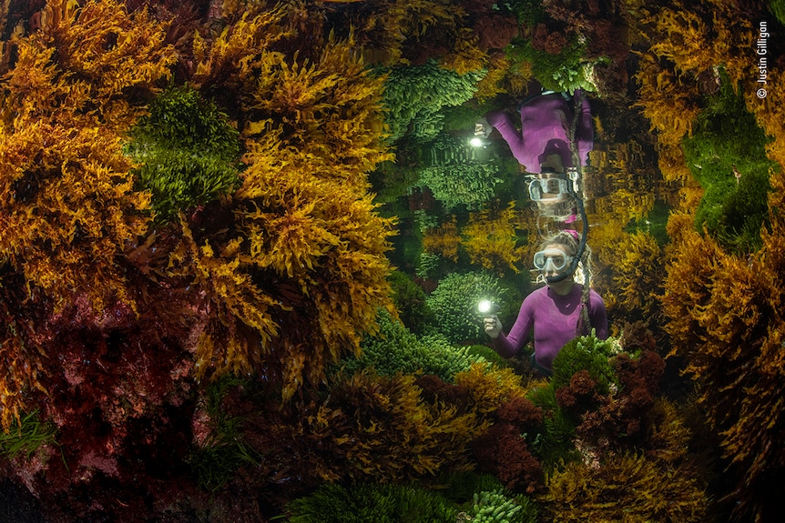 A snorkeller sits amid seaweed. Her reflection is shown by the water surface.