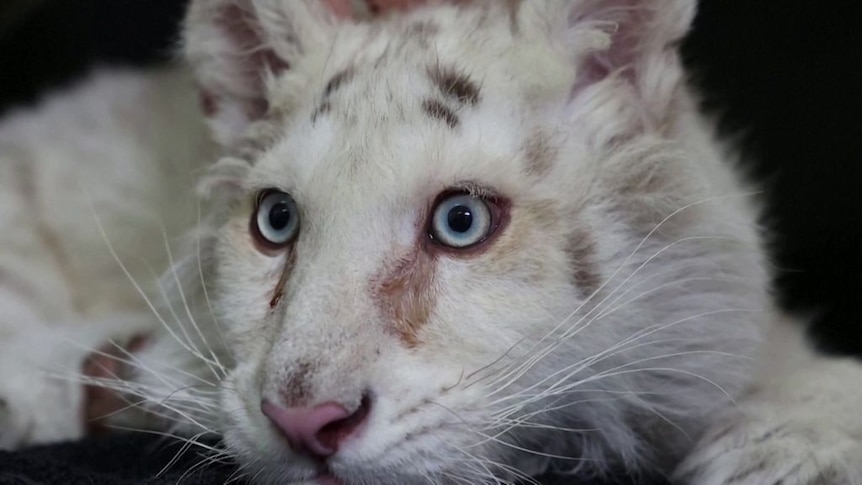 Momma and Baby White Tiger with Big Blue Eyes