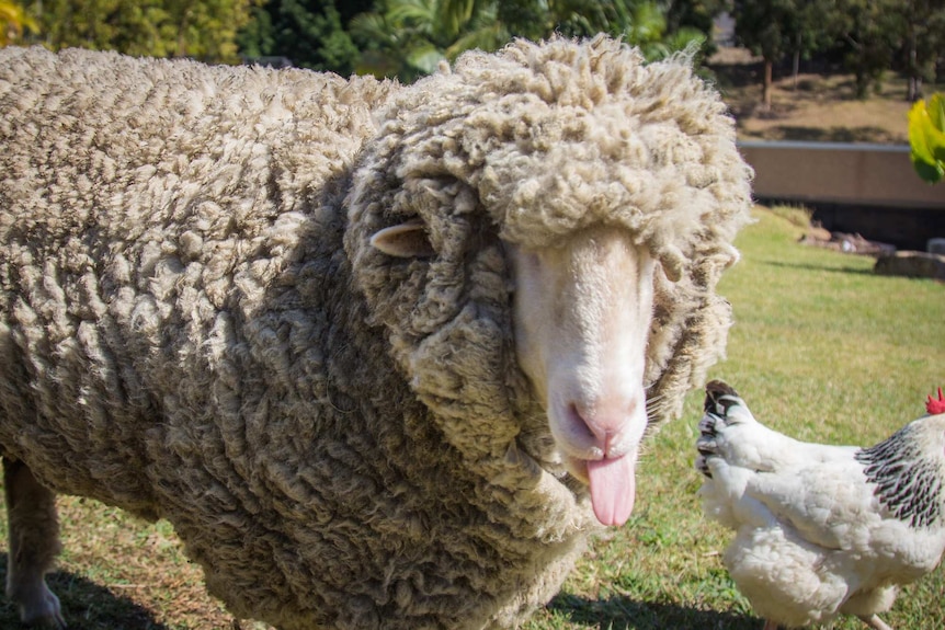 Nibbles the sheep with a chook.