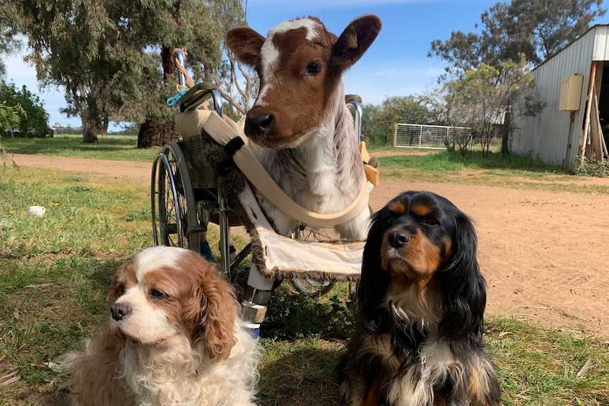 calf sits in wheelchair beside two little dogs
