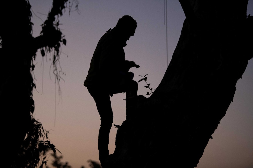 A tea farmer scales a tree trunk at night.